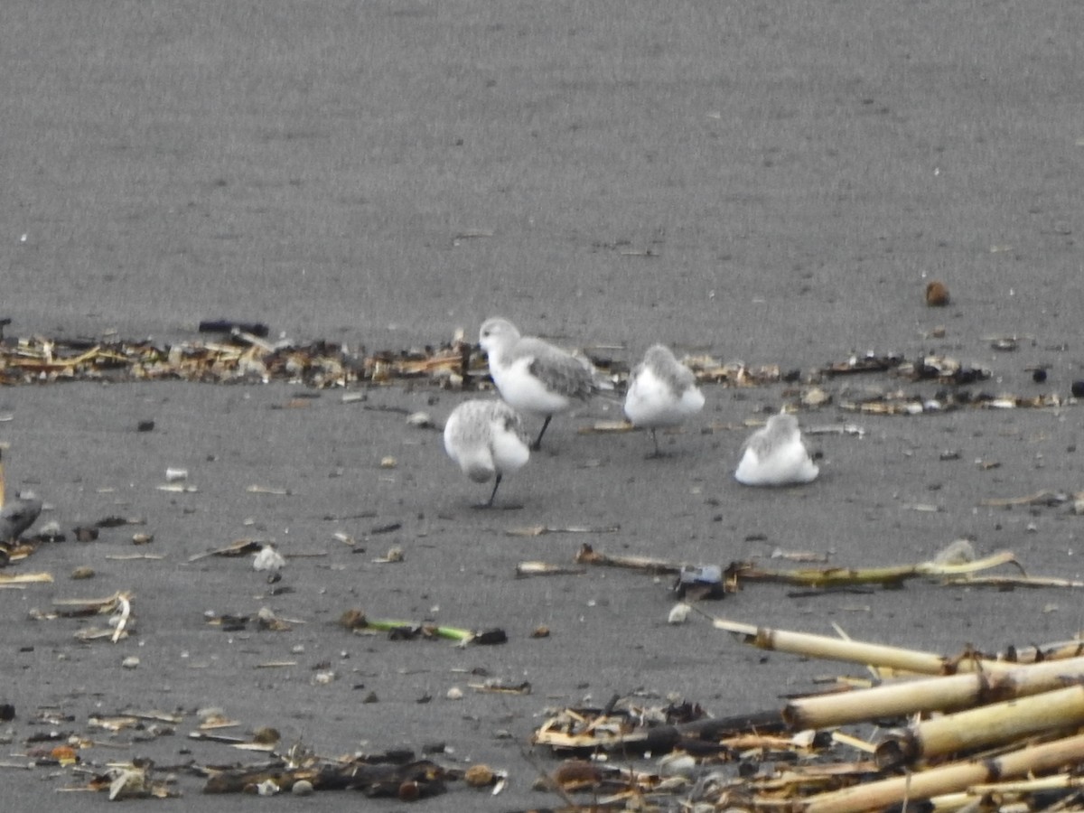 Bécasseau sanderling - ML617099544