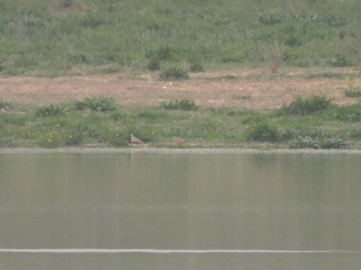 Black-bellied Sandgrouse - ML617099545