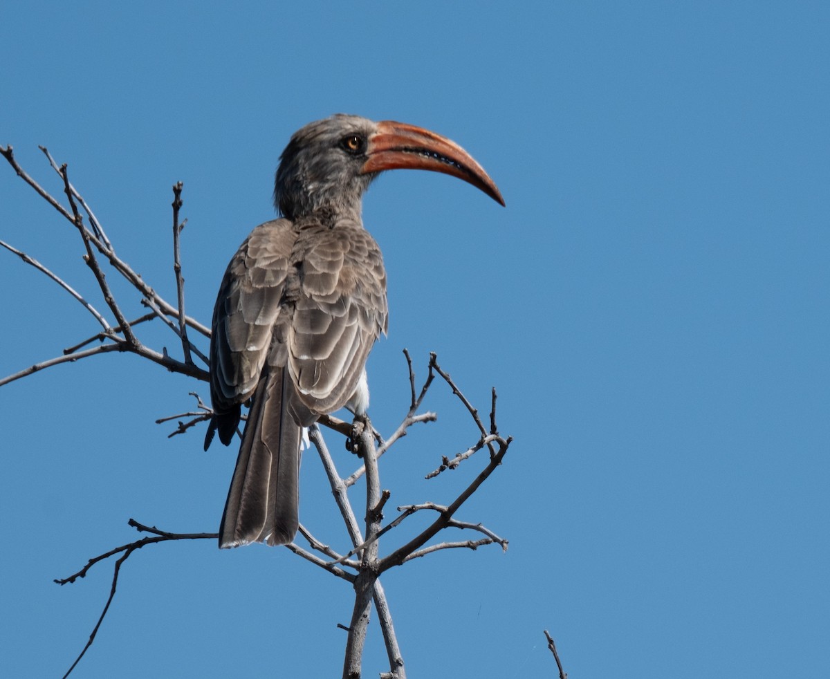 Bradfield's Hornbill - ML617099560