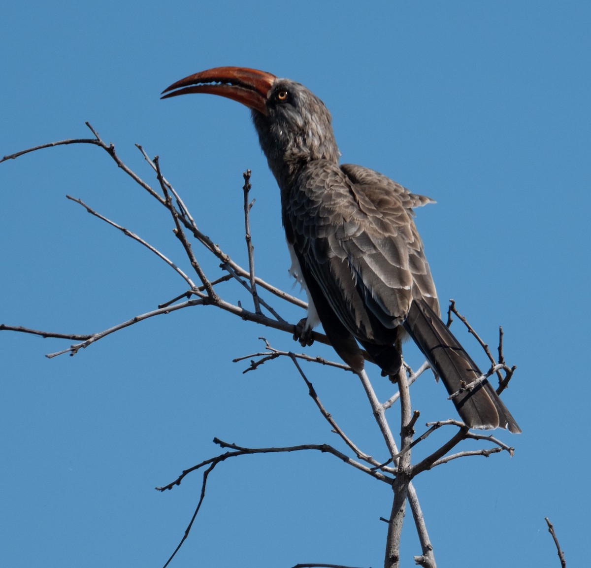 Bradfield's Hornbill - ML617099561