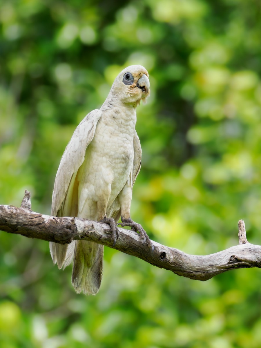 Little Corella - David Kaliss