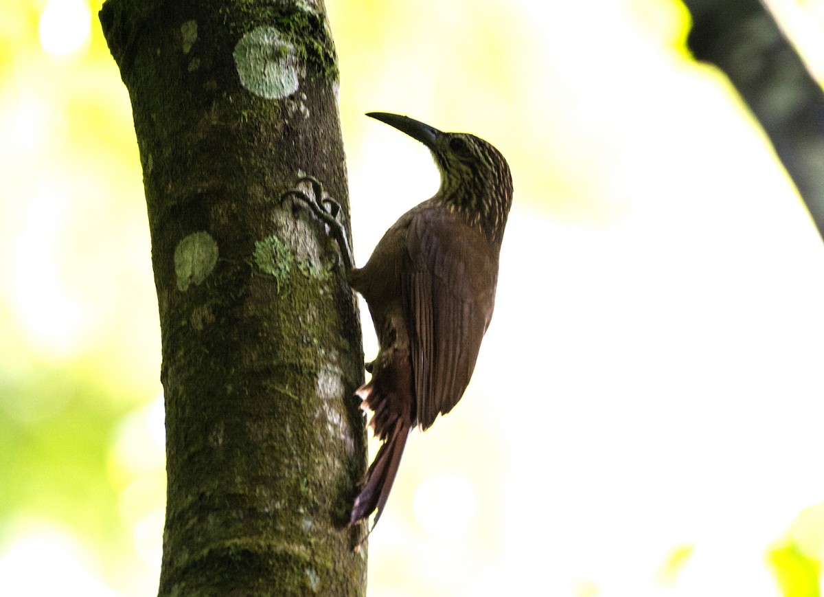 White-throated Woodcreeper - Eduardo Vieira 17