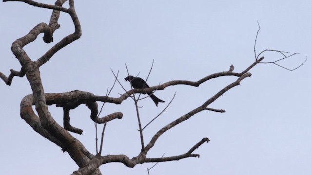 drongo kouřový - ML617099617