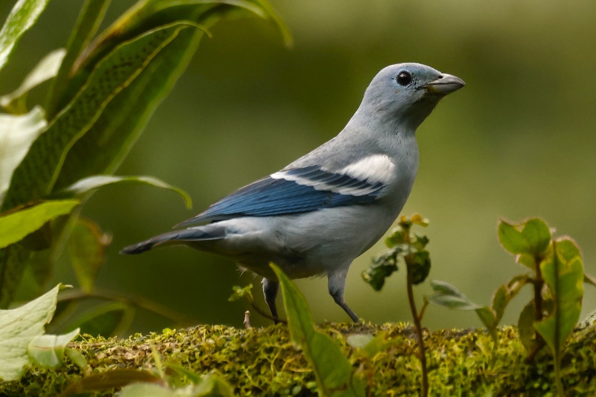 Blue-gray Tanager (White-edged) - John Mills