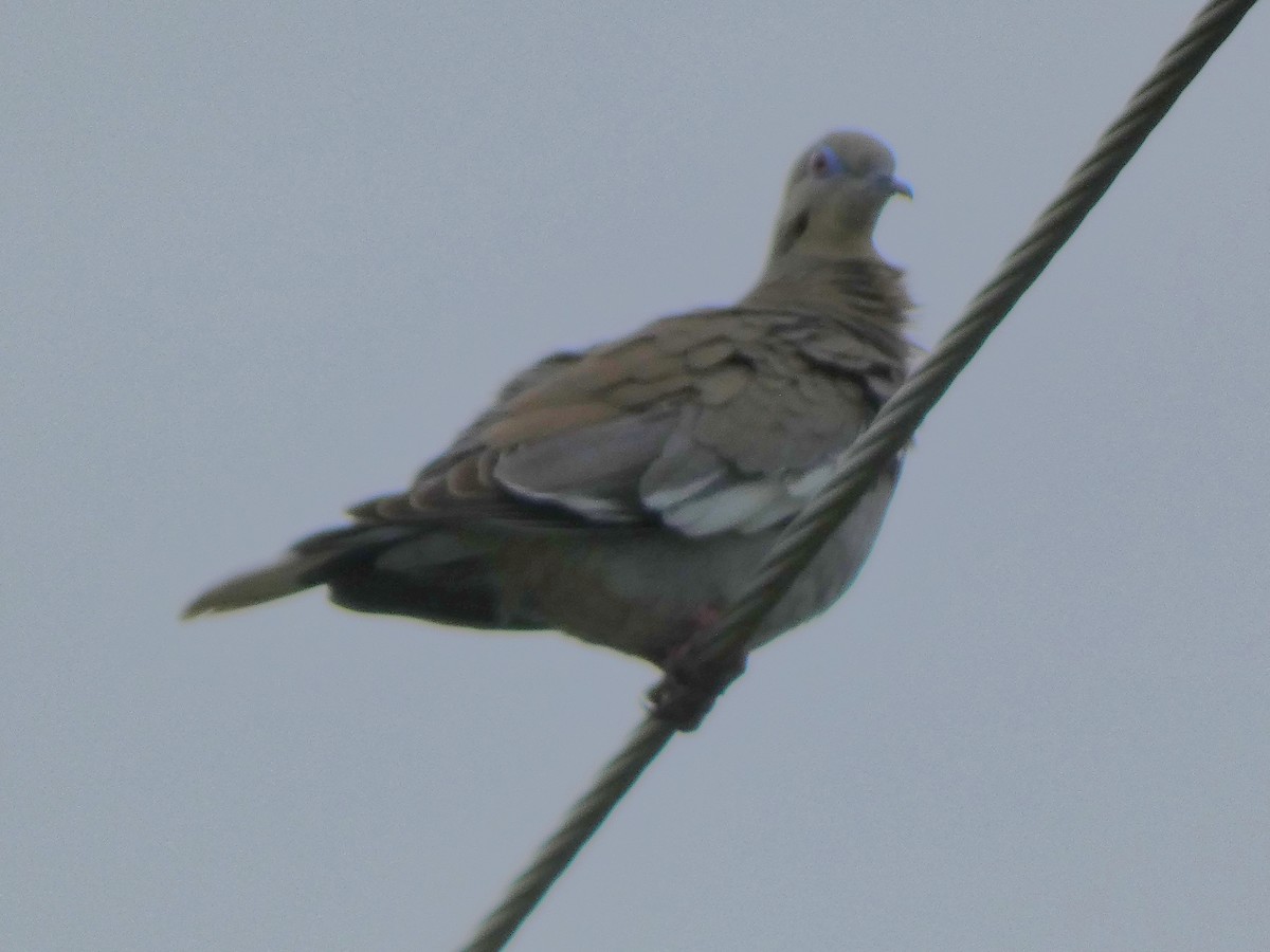 White-winged Dove - ML617099712