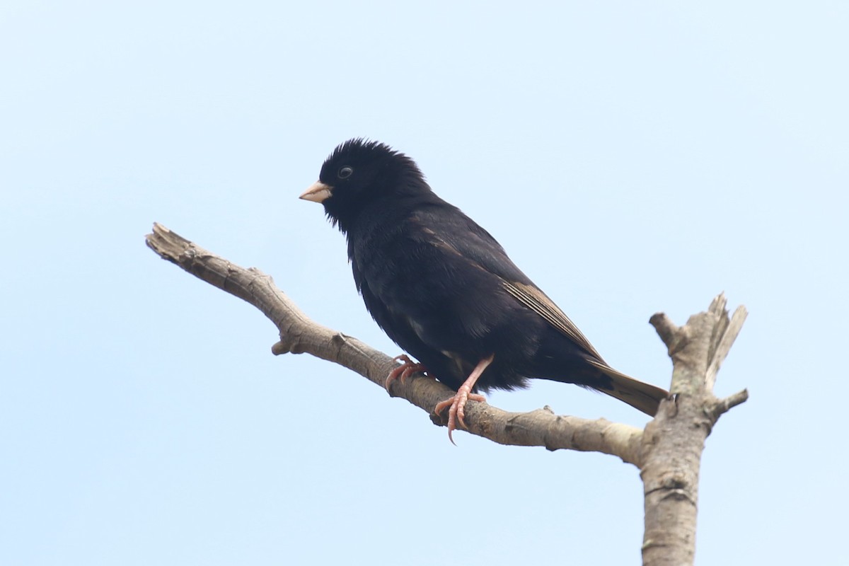 Purple Indigobird - ML617099717