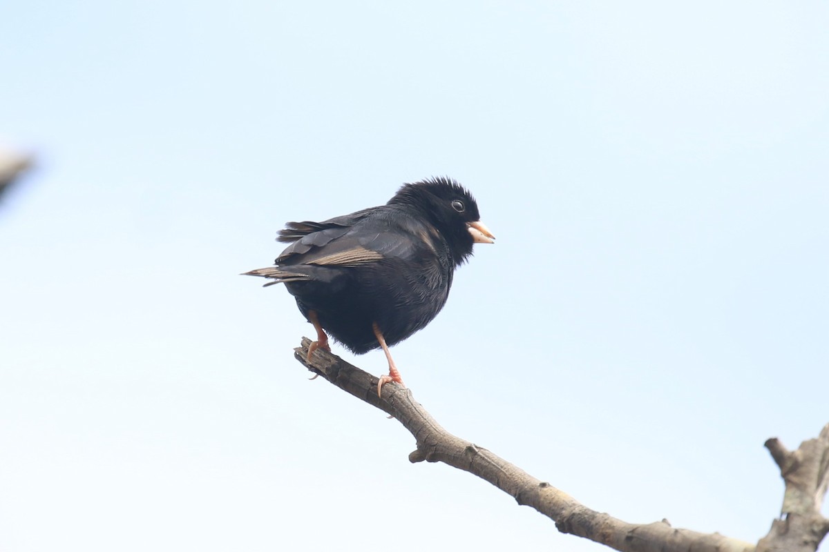 Purple Indigobird - ML617099719