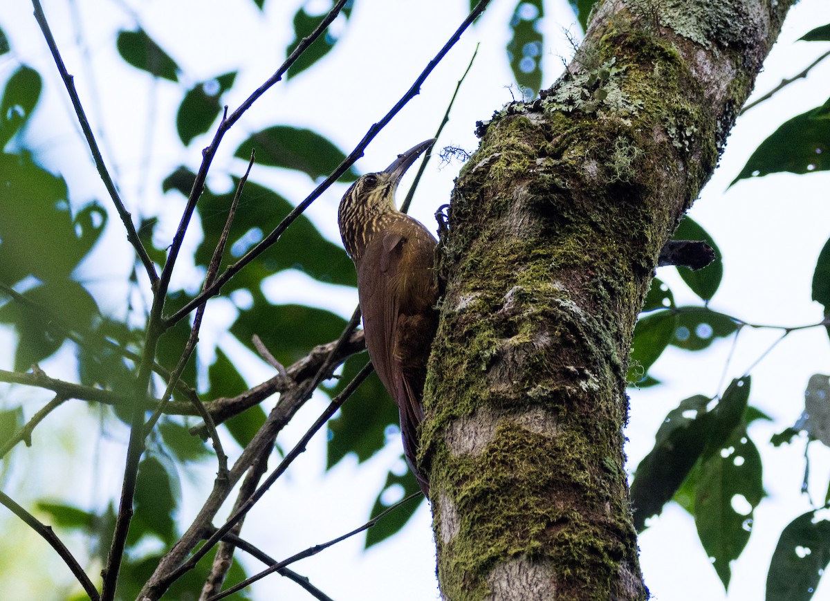 White-throated Woodcreeper - ML617099722