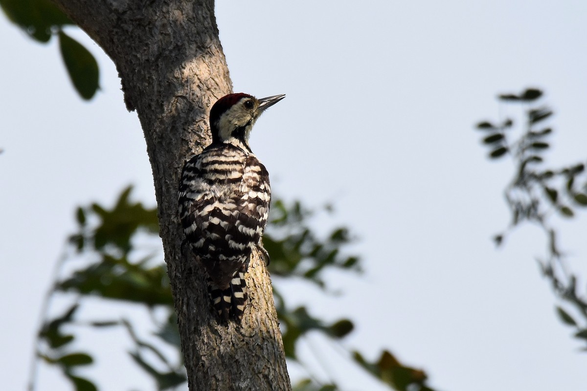 Freckle-breasted Woodpecker - ML617099735