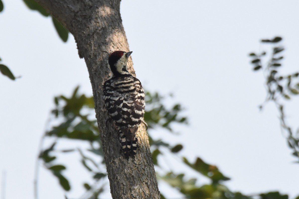 Freckle-breasted Woodpecker - ML617099736