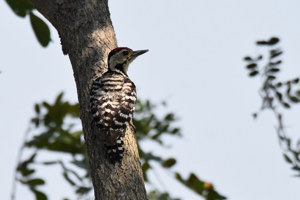 Freckle-breasted Woodpecker - ML617099737