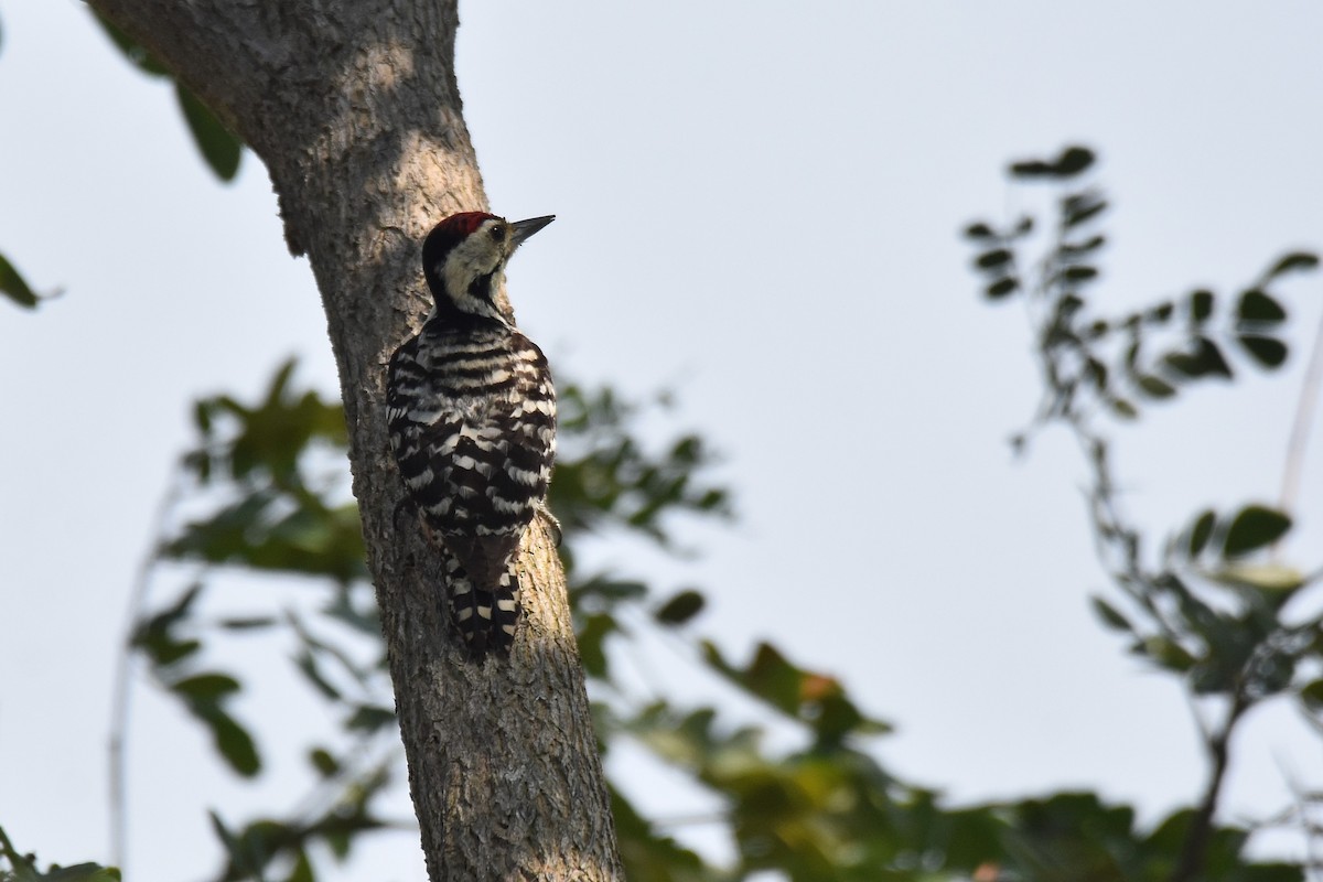 Freckle-breasted Woodpecker - ML617099738