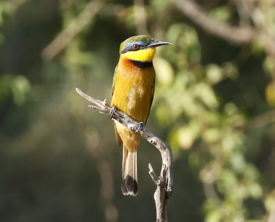 Little Bee-eater - ML617099745