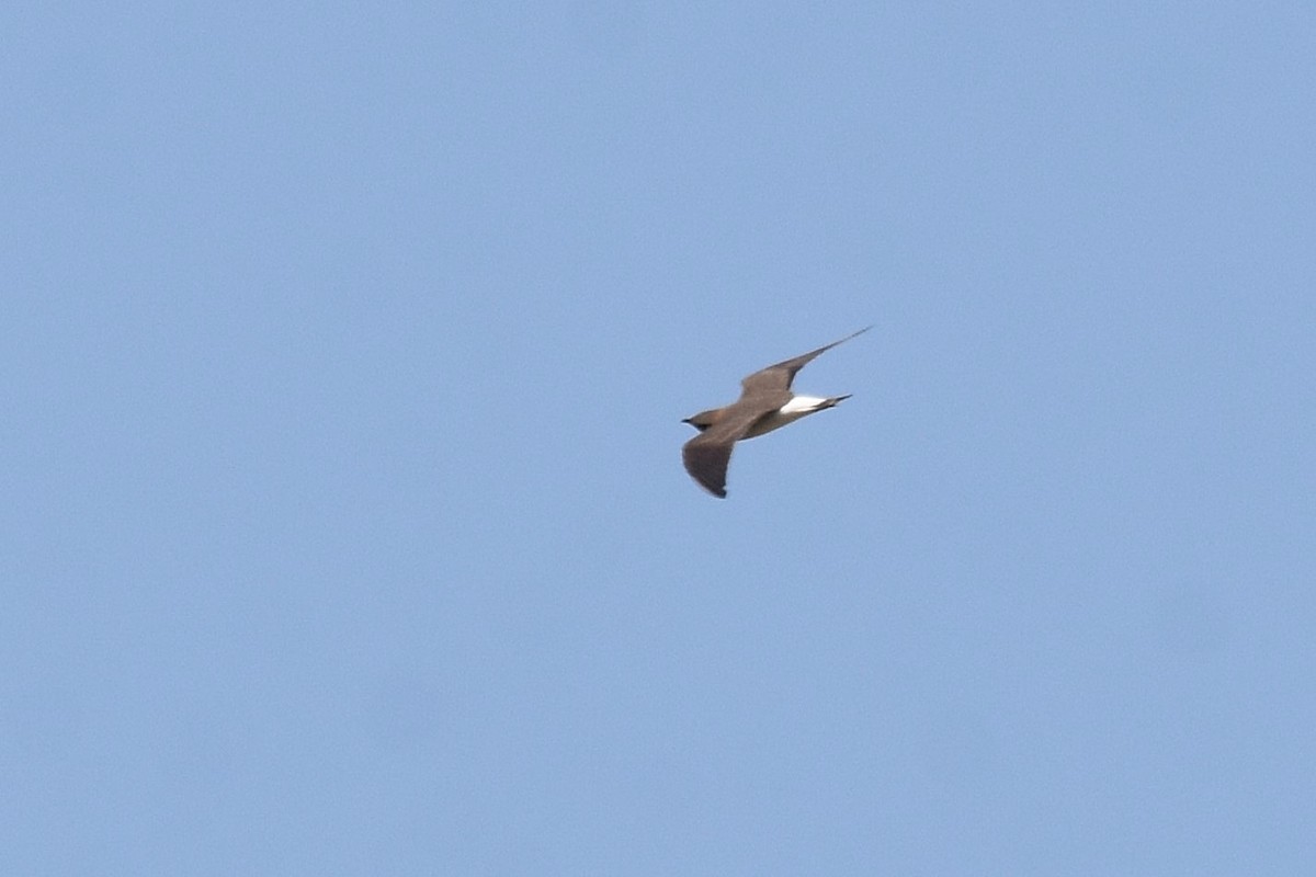 Oriental Pratincole - ML617099746