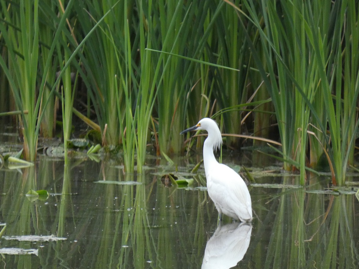 Snowy Egret - ML617099773