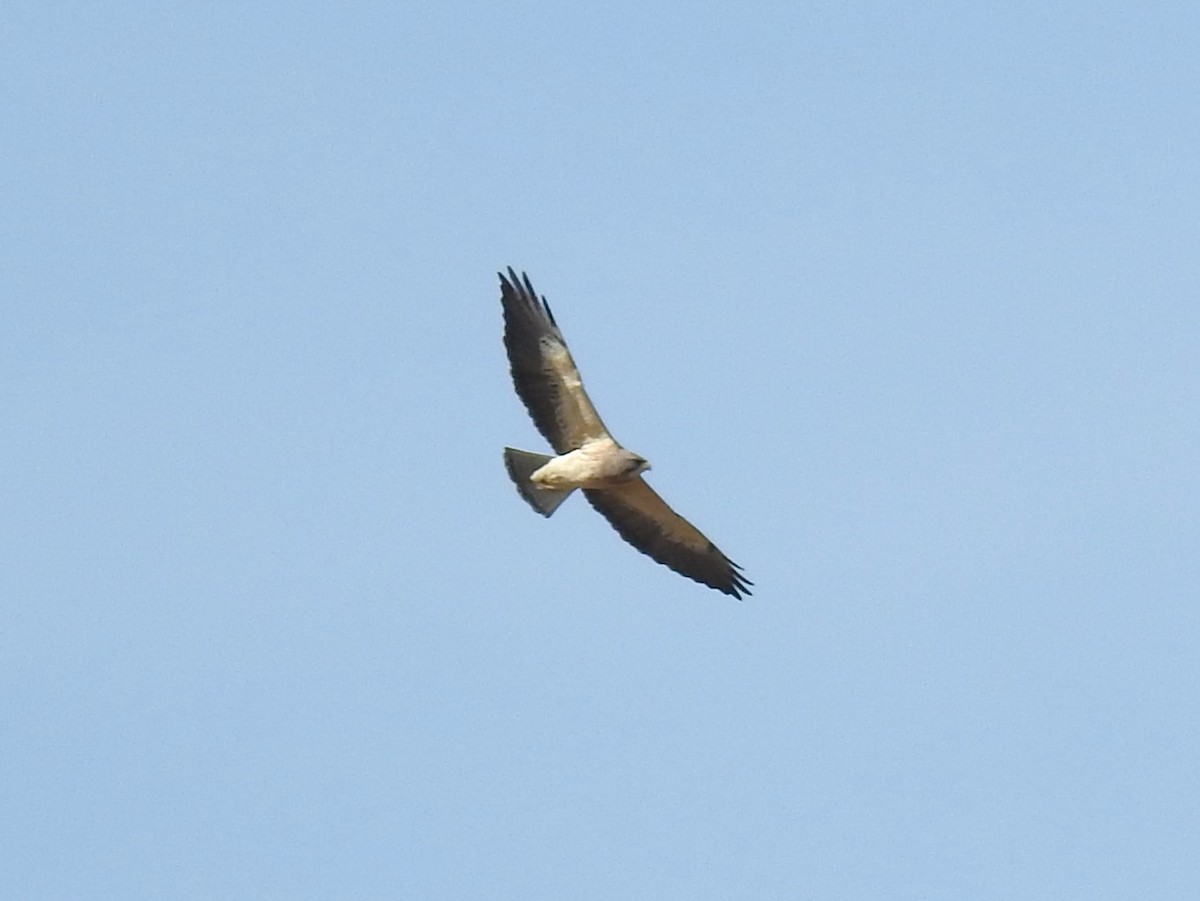 Swainson's Hawk - ML617099781