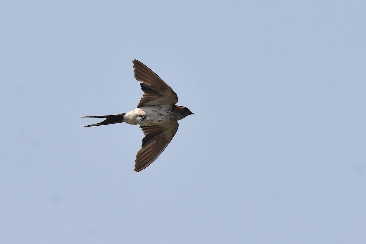 Red-rumped Swallow - ML617099786