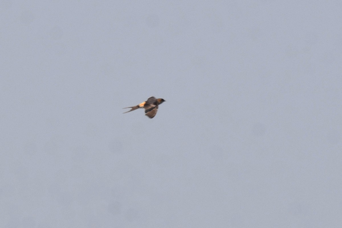 Red-rumped Swallow - ML617099787
