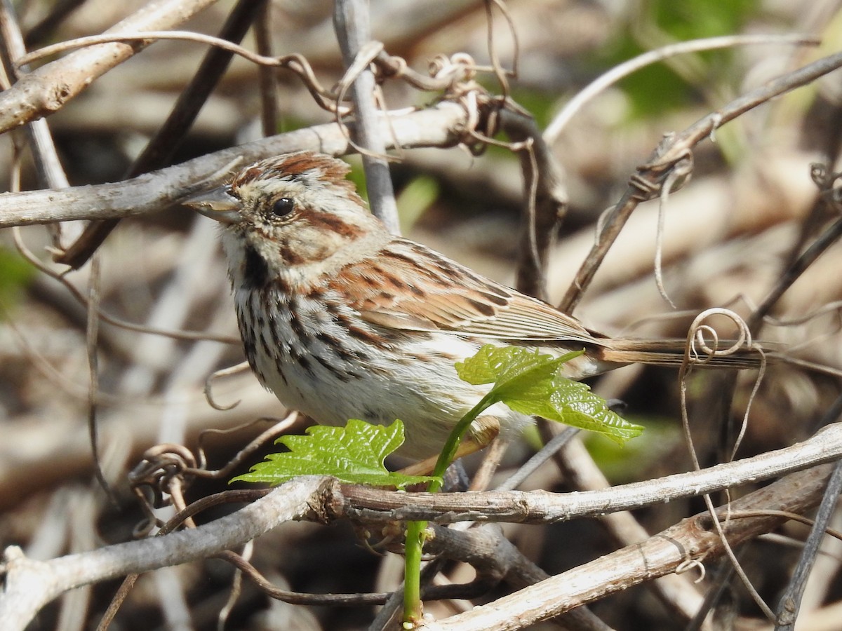 Song Sparrow - ML617099789