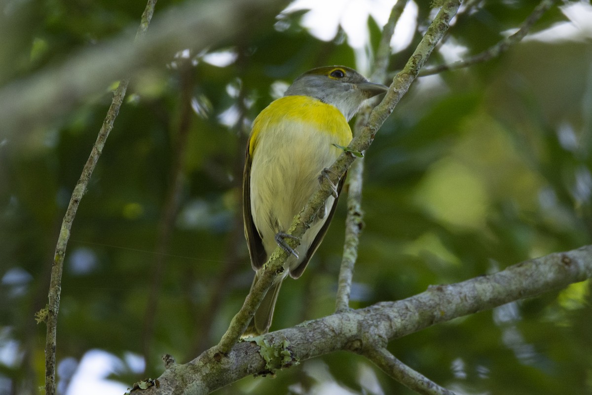 Anambé Verdoso (viridis) - ML617099804