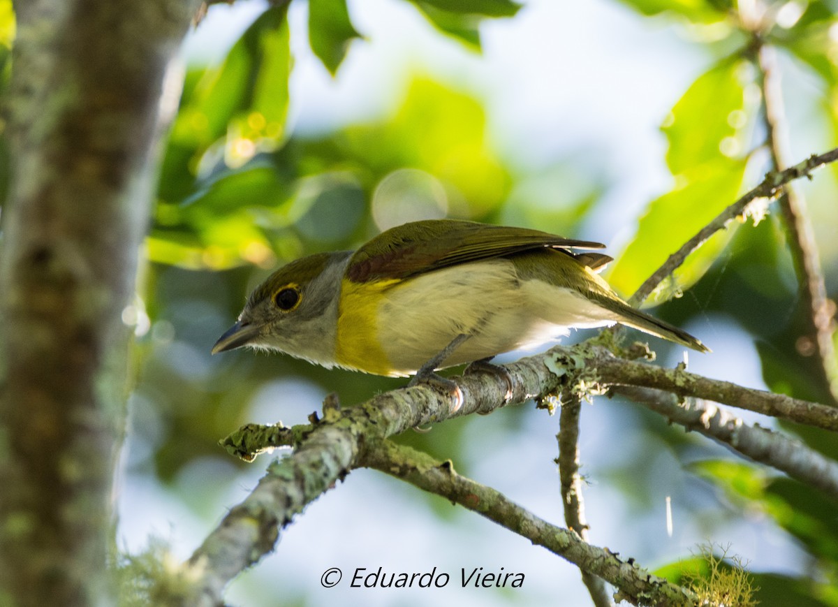 Anambé Verdoso (viridis) - ML617099805