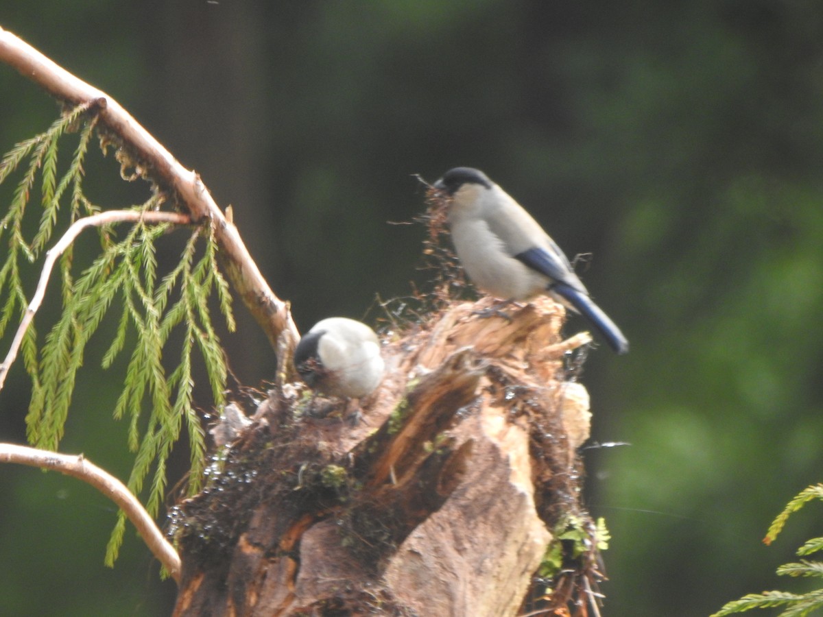 Azores Bullfinch - Dan Stoker