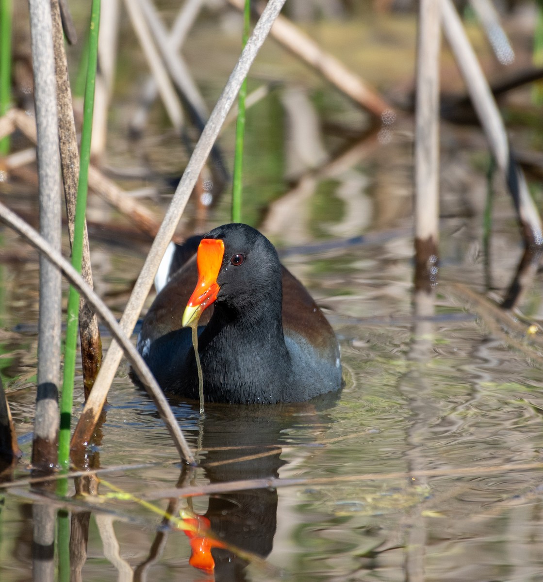 Common Gallinule - ML617099859