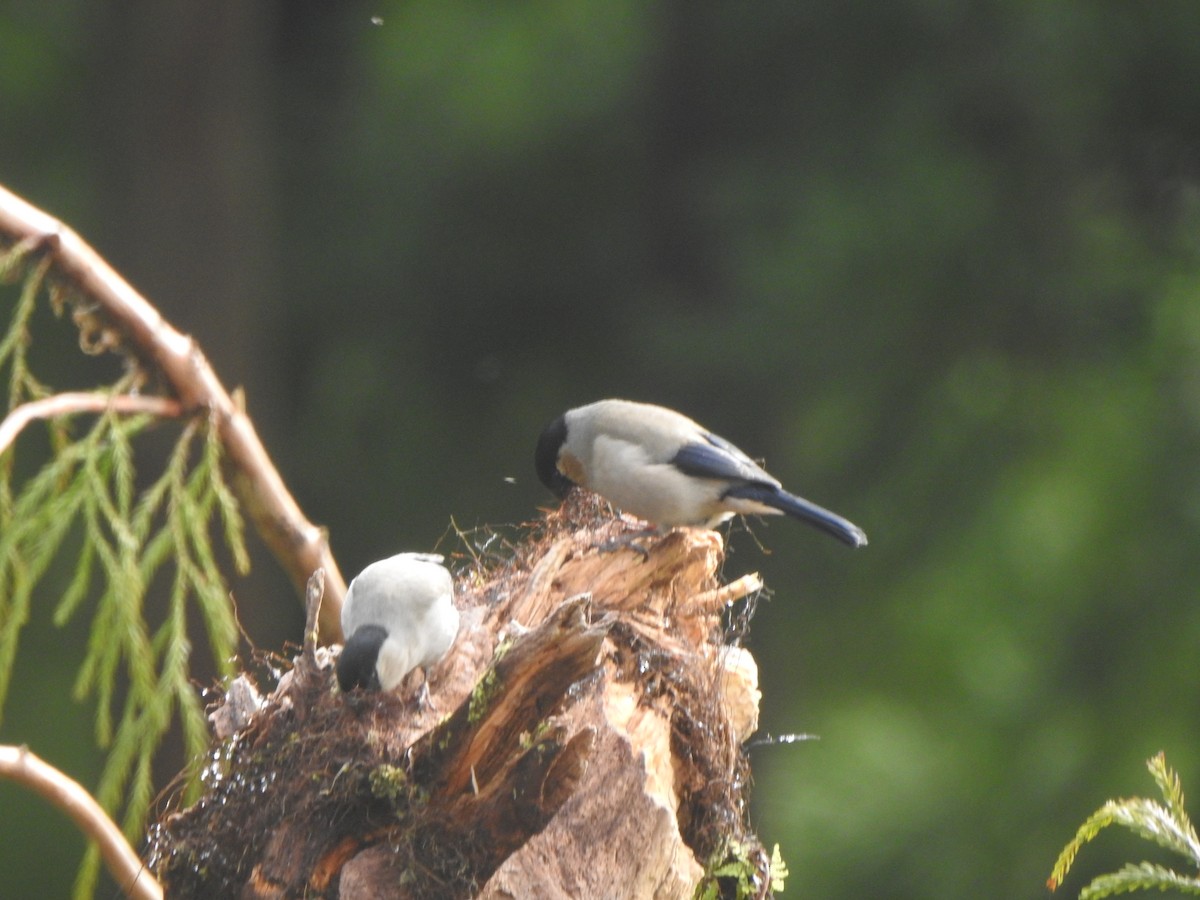 Azores Bullfinch - Dan Stoker