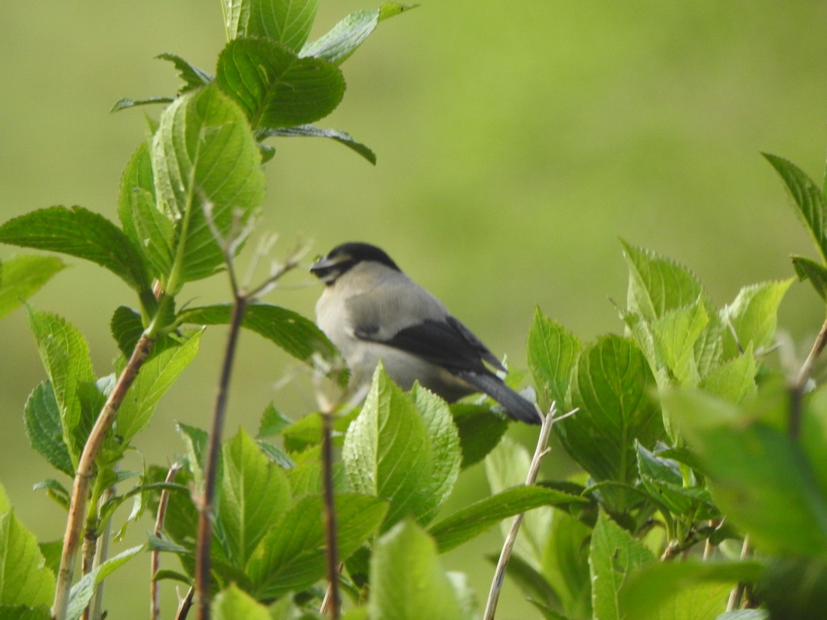 Azores Bullfinch - Dan Stoker