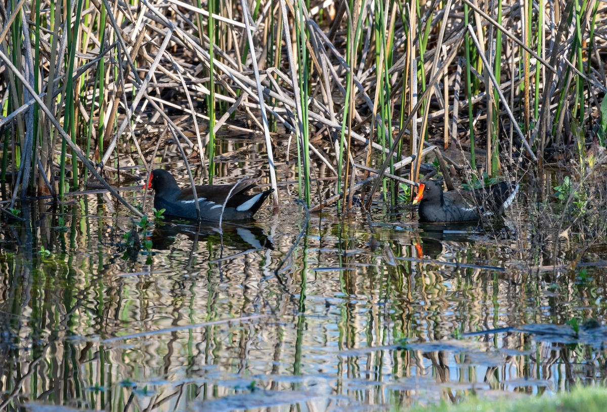 Common Gallinule - ML617099862