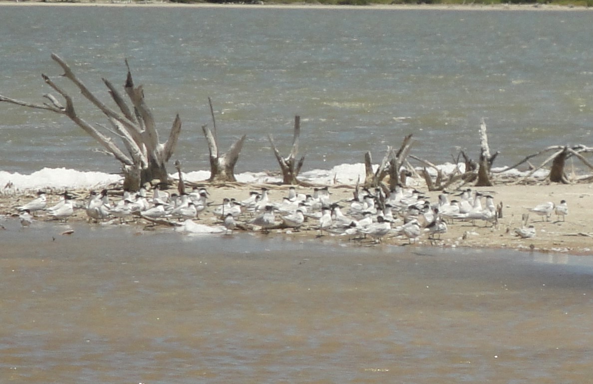 Sandwich Tern - Hector C. Cruzado