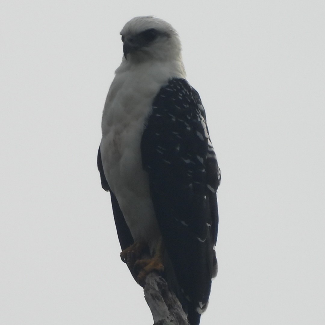 White Hawk - ML617099941