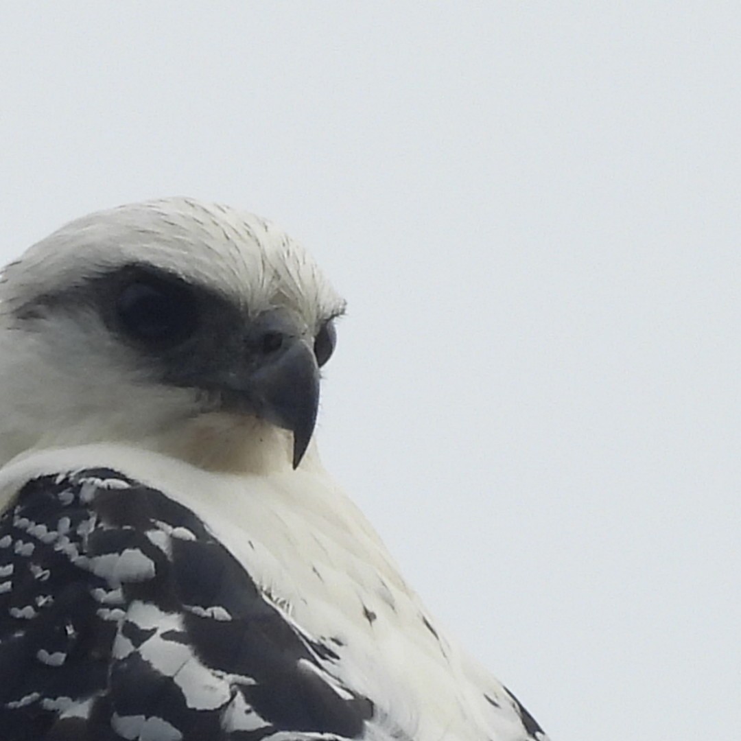 White Hawk - ML617099942