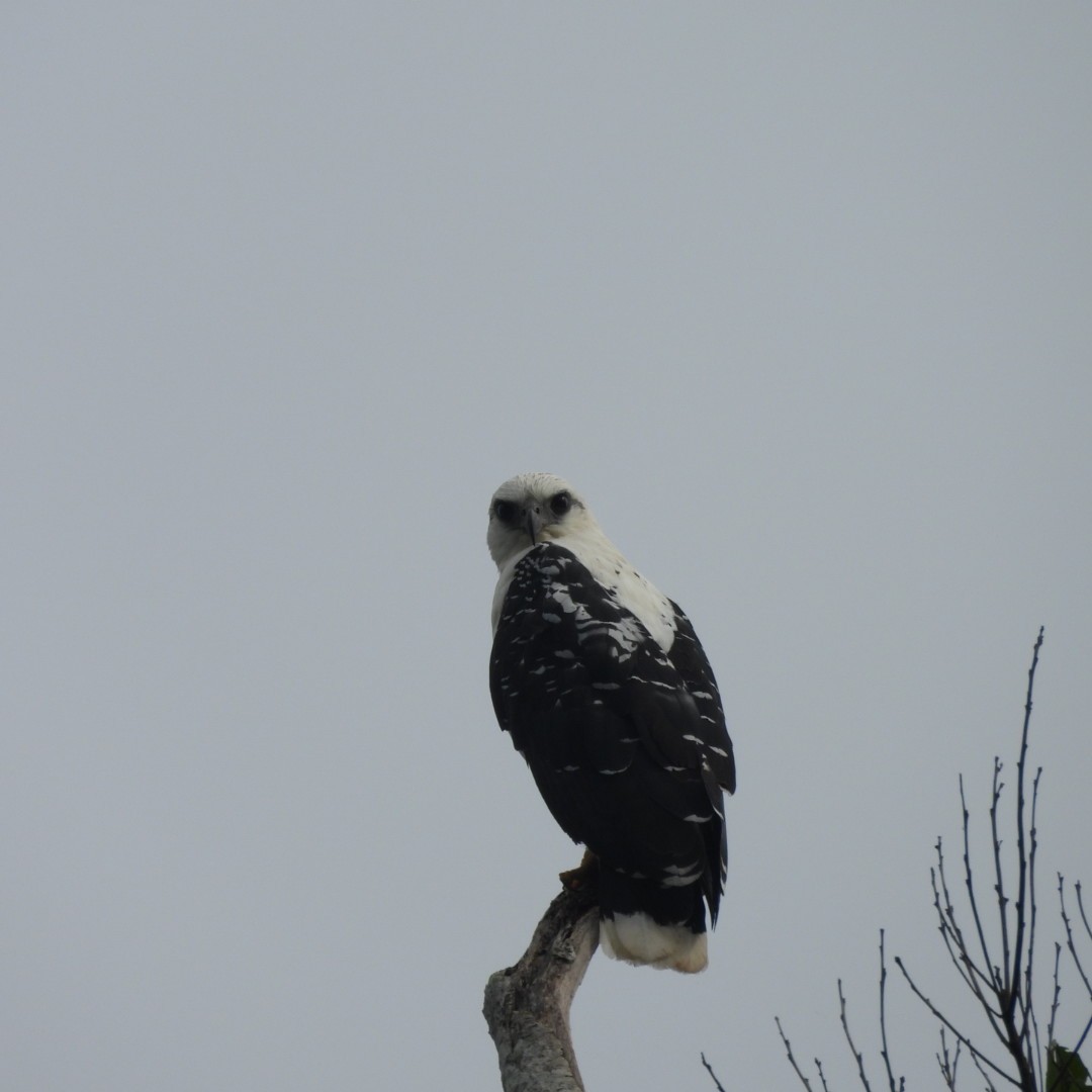 White Hawk - ML617099943