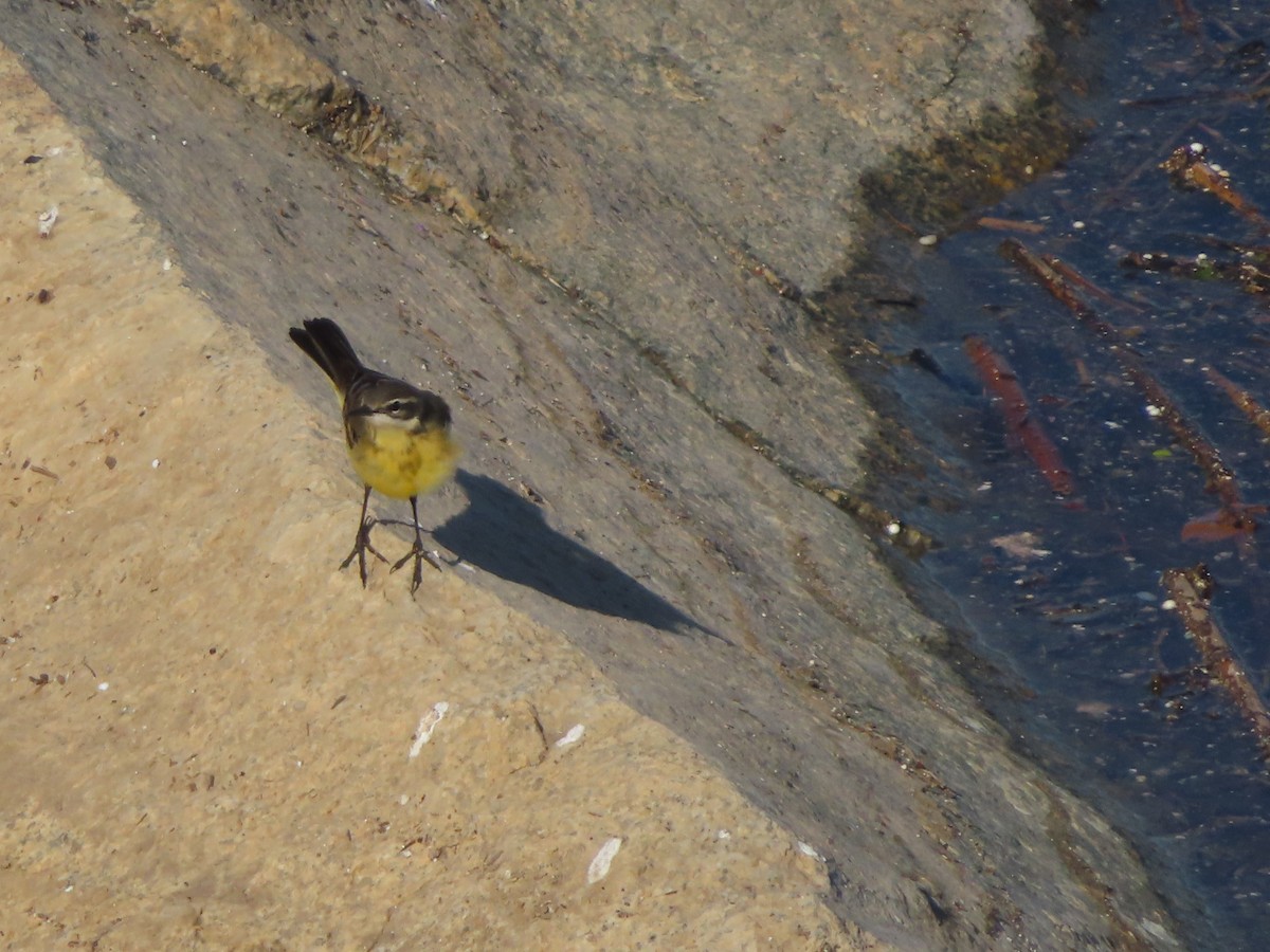 Western Yellow Wagtail - ML617099971