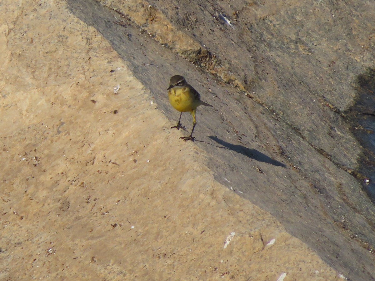 Western Yellow Wagtail - ML617099972