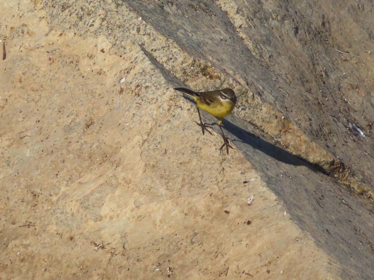 Western Yellow Wagtail - ML617099973