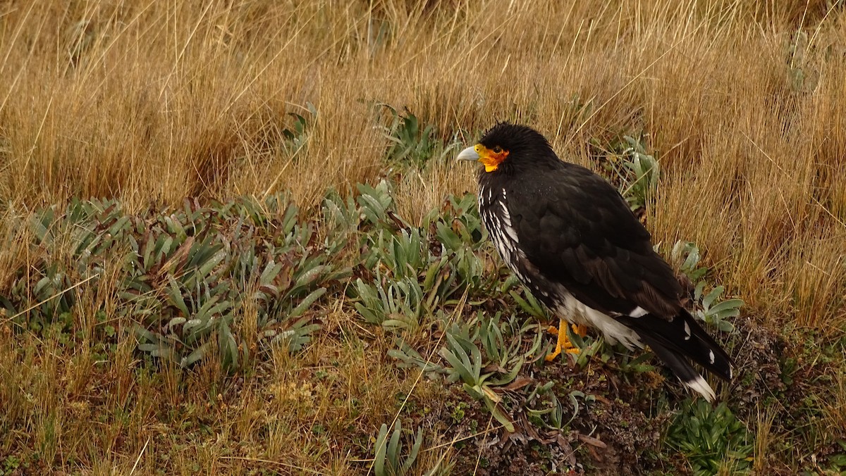 Carunculated Caracara - Francisco Sornoza