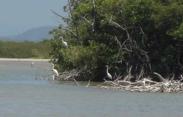 Great Egret - Hector C. Cruzado