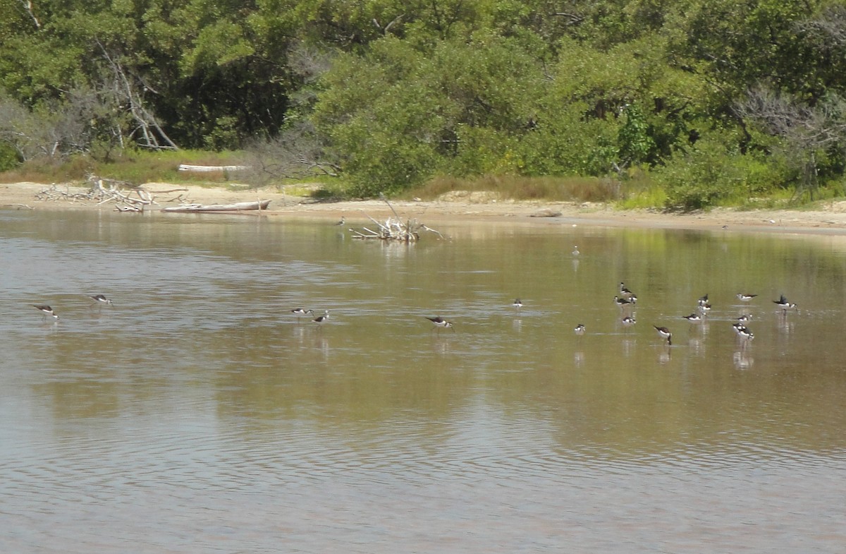 Black-necked Stilt - Hector C. Cruzado