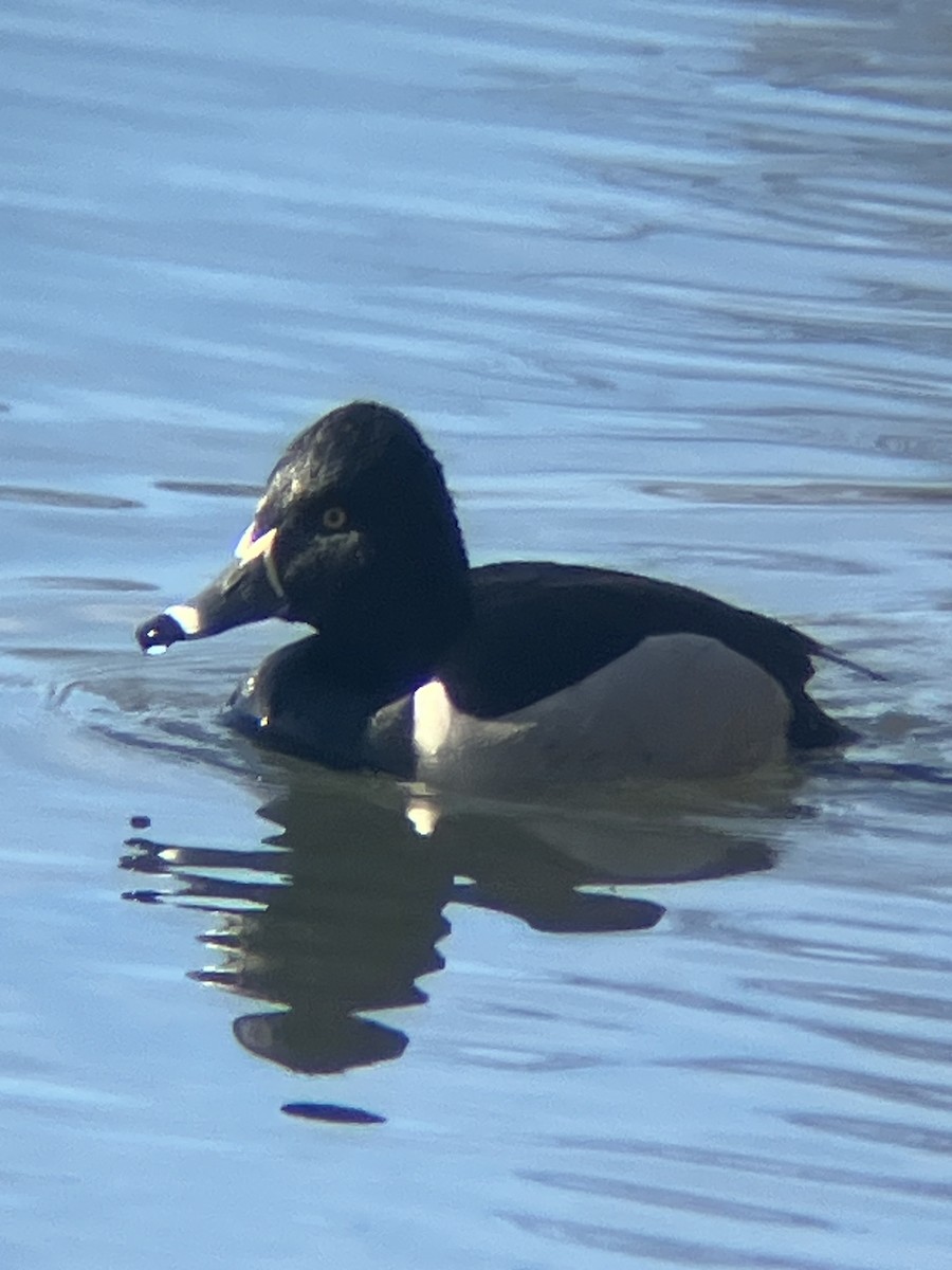 Ring-necked Duck - ML617100073