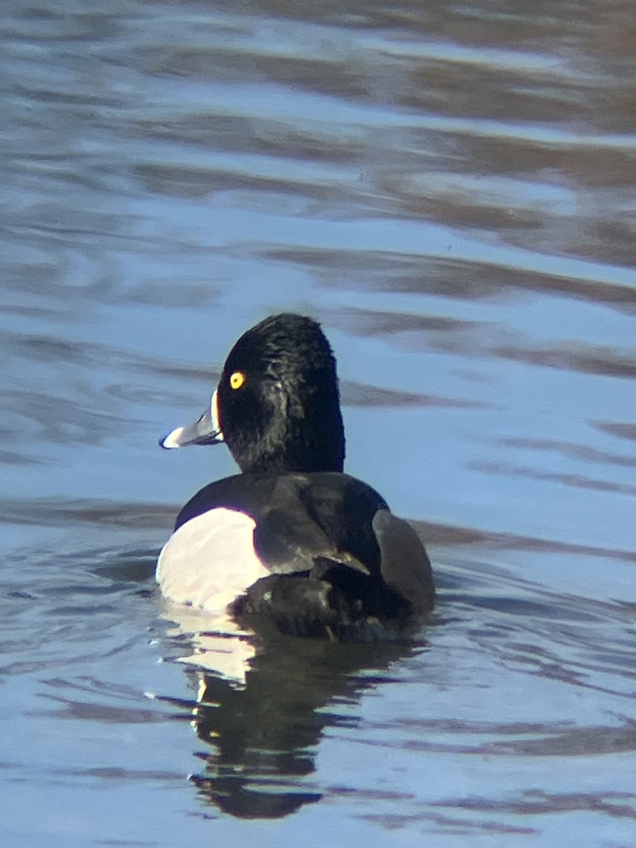 Ring-necked Duck - Nelson Pascuzzi