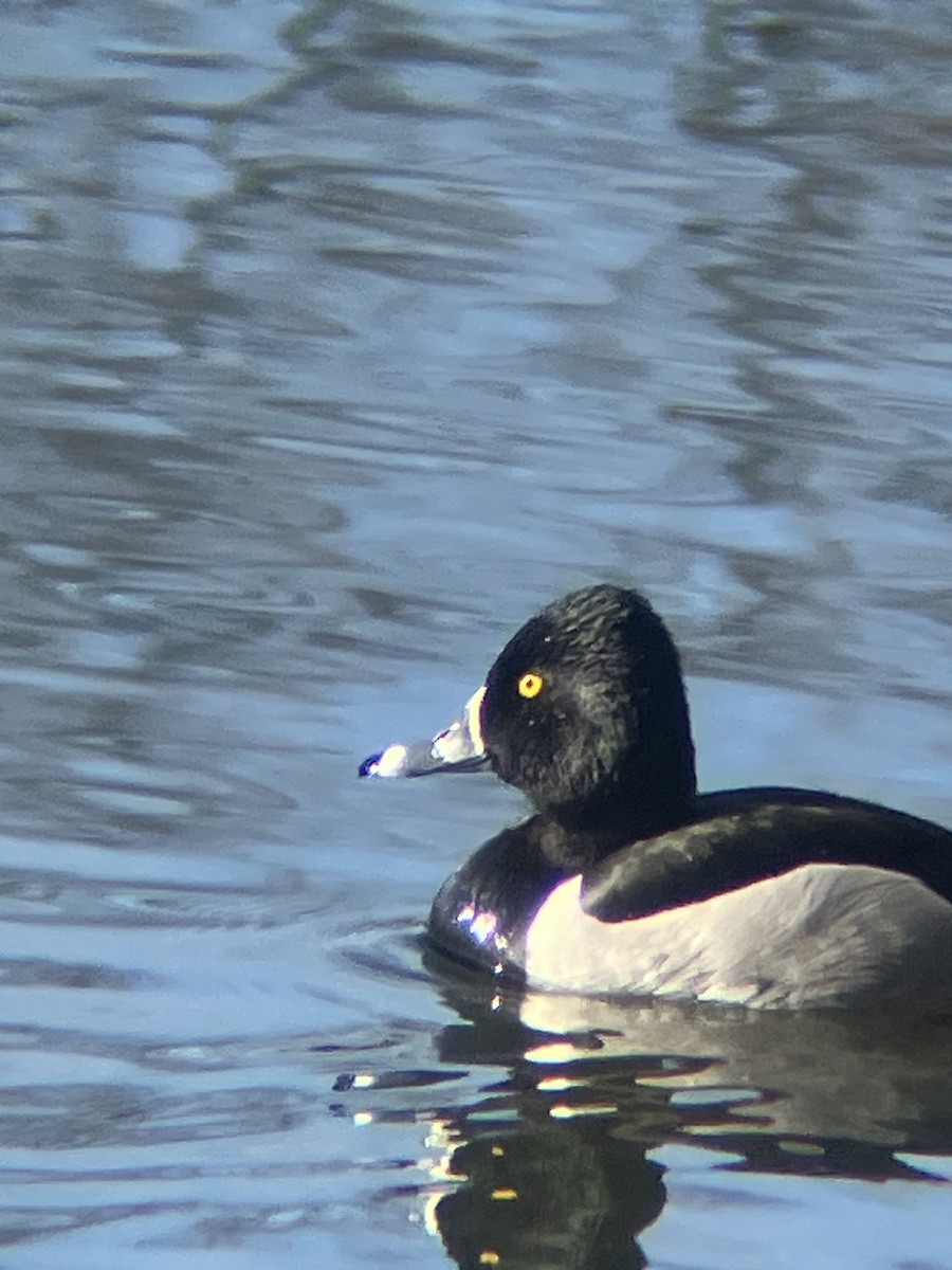Ring-necked Duck - ML617100075