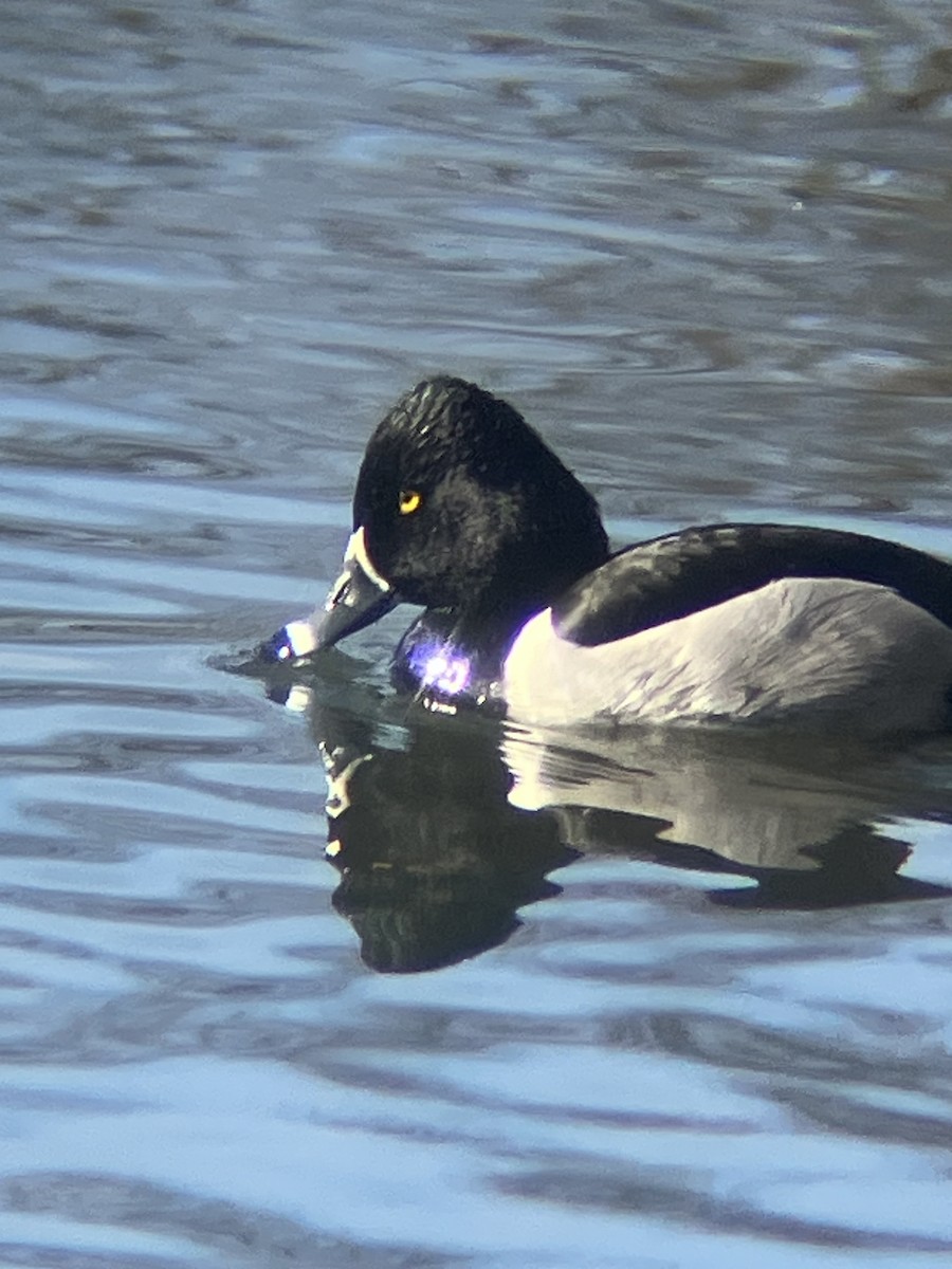 Ring-necked Duck - Nelson Pascuzzi