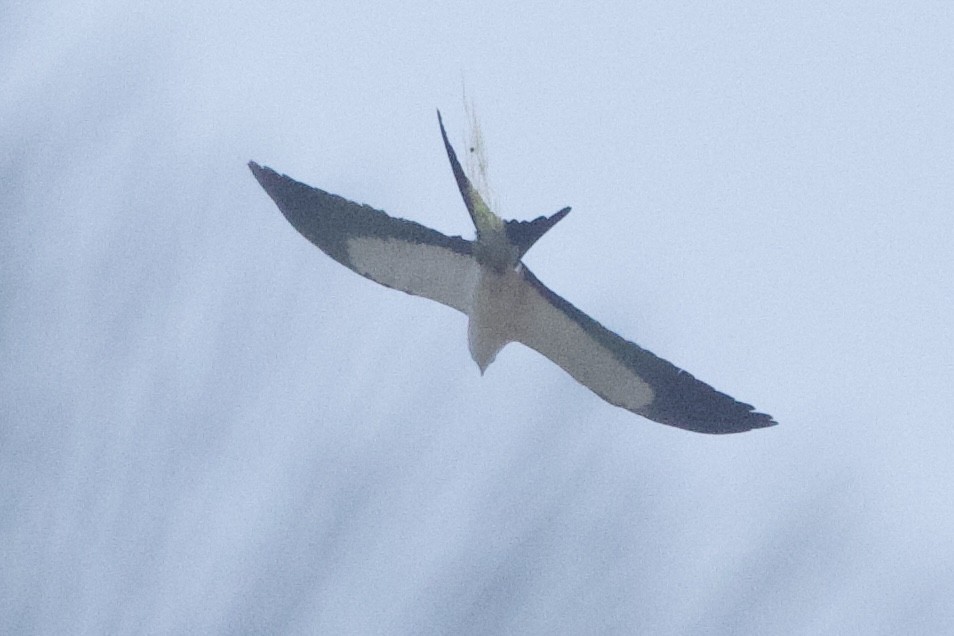 Swallow-tailed Kite - ML617100119