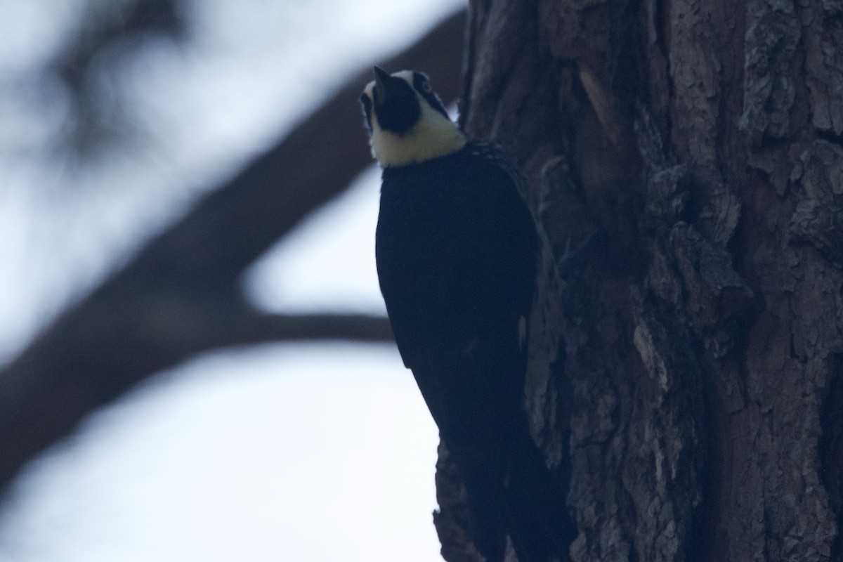 Acorn Woodpecker (Acorn) - ML617100128