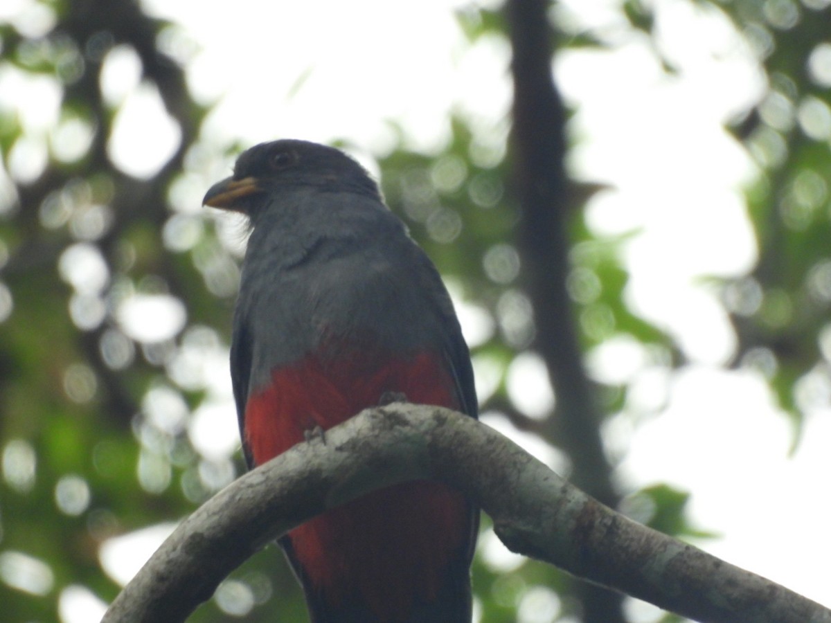 Trogon à queue noire - ML617100134