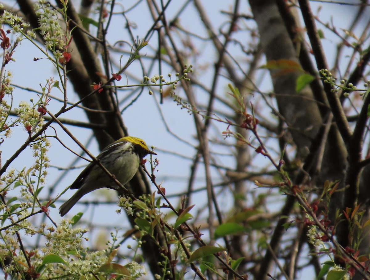 Black-throated Green Warbler - ML617100142