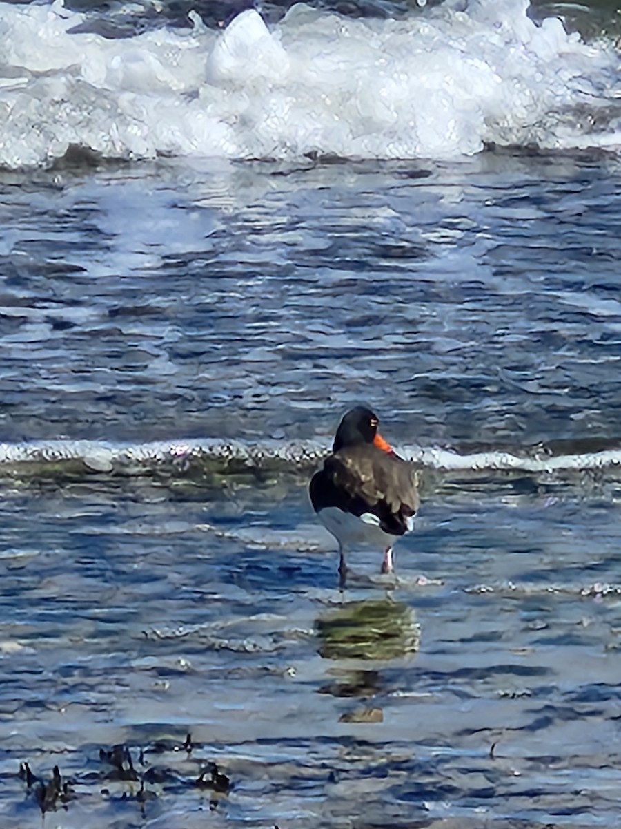 American Oystercatcher - Jason Strickland