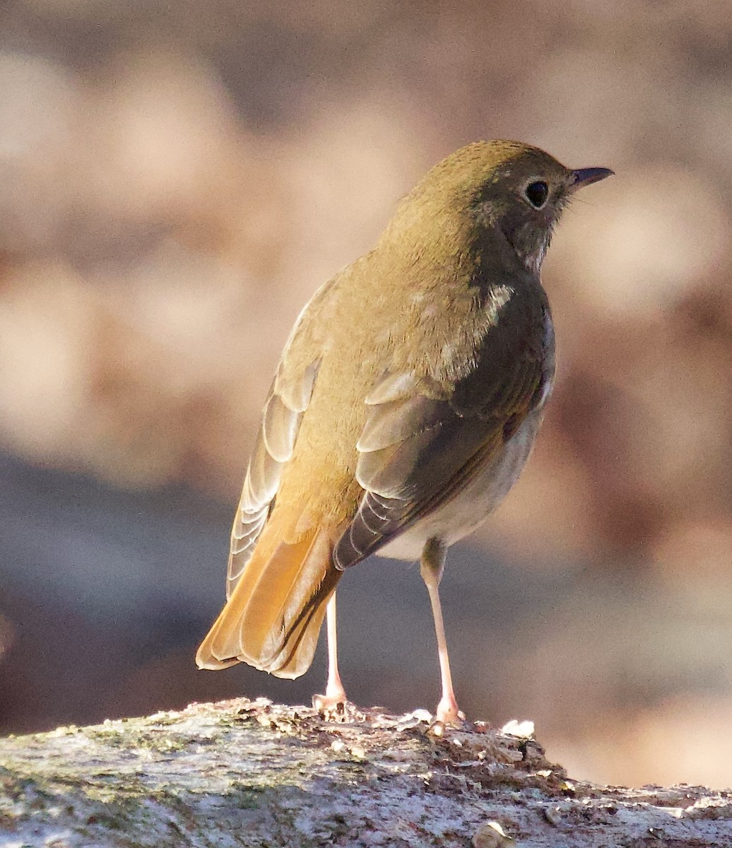 Hermit Thrush - Michael Yellin